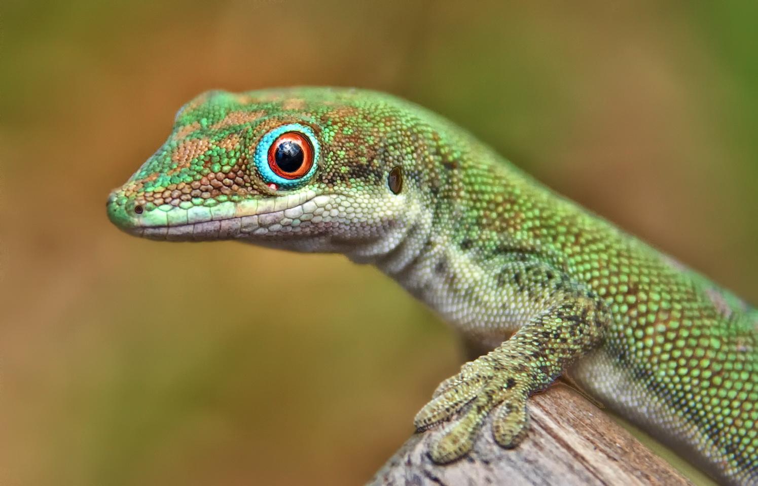 Darla, darla, darla, Obama cu soparla!