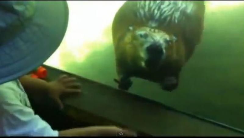 VIDEO! Un castor cu sentimente: saluta mai ceva ca un copil