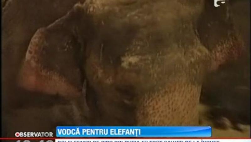 Doi elefanti au fost salvati de la moarte cu vodca!