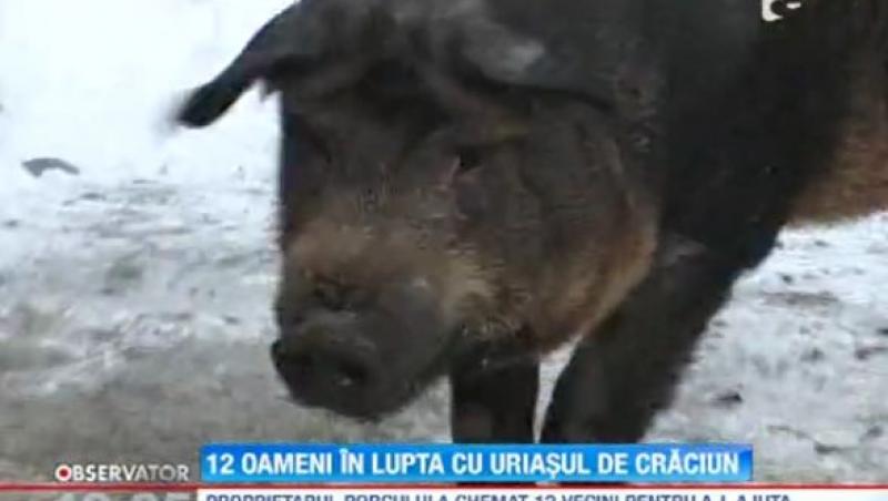 12 barbati s-au luptat cu cel mai mare porc! Afla cat cantarea animalul!