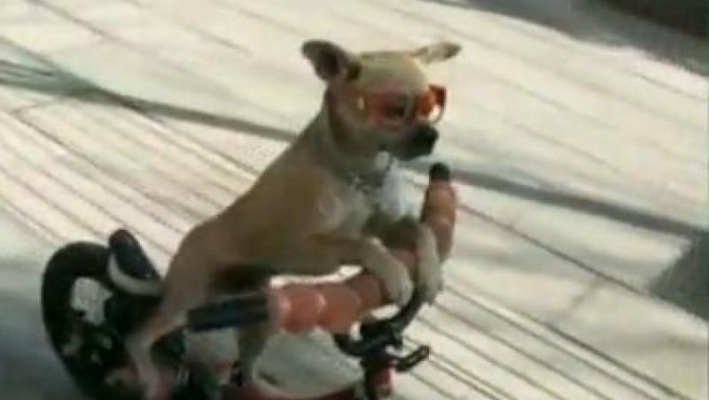 VIDEO! Cel mai trendy catel: Merge pe trotineta, skateboard si poarta mereu ochelari de soare
