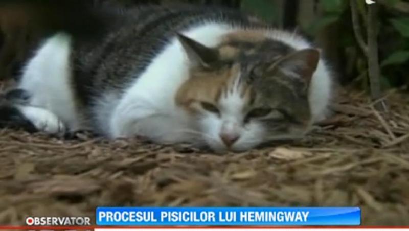 Pisicile lui Ernest Hemingway, subiect de proces pentru autoritatile americane