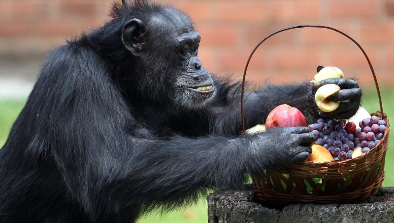 GALERIE FOTO! Funny, funny, funny: Fructele, deliciul unui cimpanzeu din Rio de Janeiro