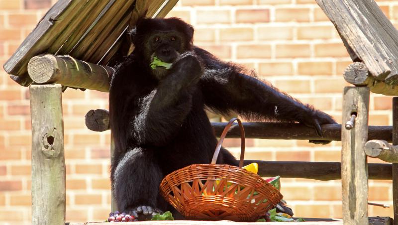 GALERIE FOTO! Funny, funny, funny: Fructele, deliciul unui cimpanzeu din Rio de Janeiro