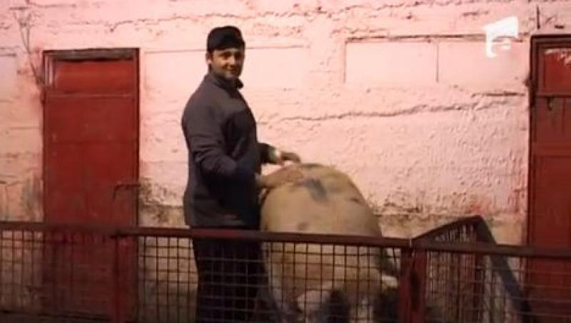 Arad: Patru barbati s-au chinuit sa rapuna un porc urias