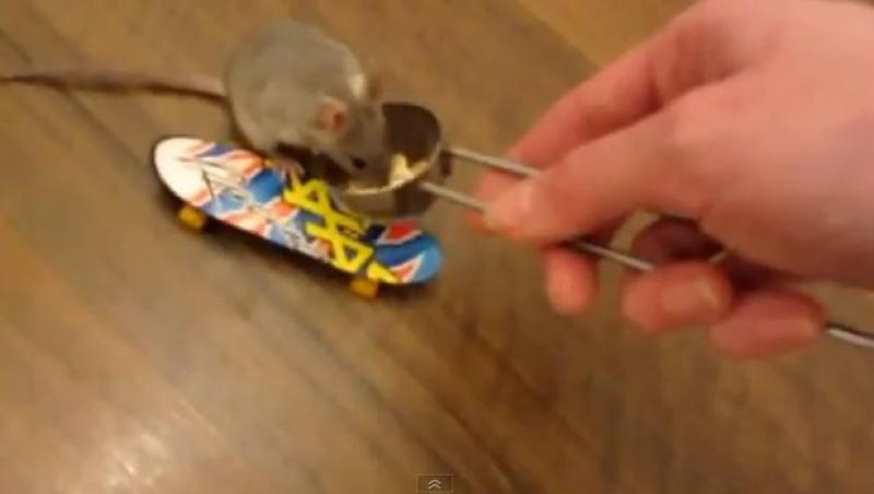 VIDEO! Soarecii inteligenti: Cum se dau rozatoarele cu skateboard-ul si cum joaca basket