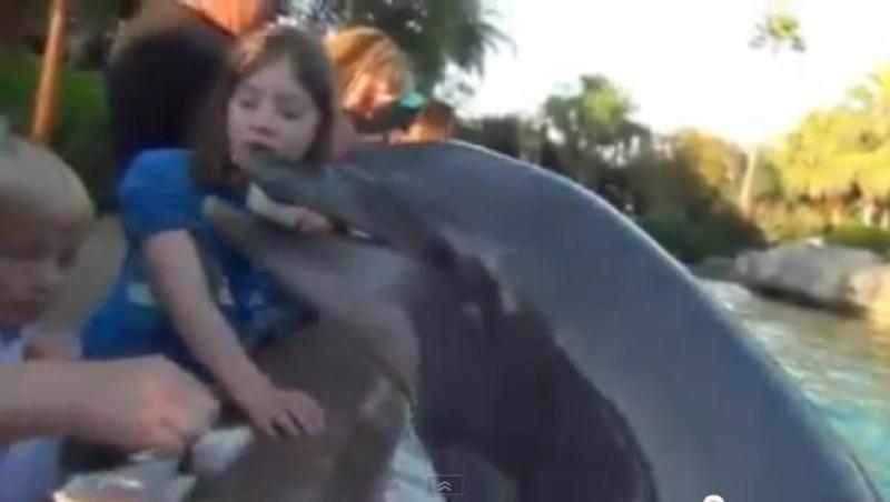 VIDEO! A muscat mana care i-a dat de mancare! Un delfin a atacat o fetita de opt ani