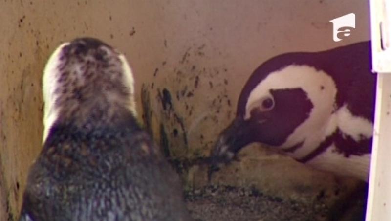 Pinguinii homosexuali de la gradina zoologica din Toronto au devenit parinti