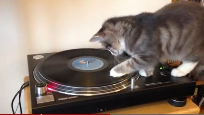 VIDEO! Pisica DJ: mixeaza discuri cu muzica lui Bob Marley