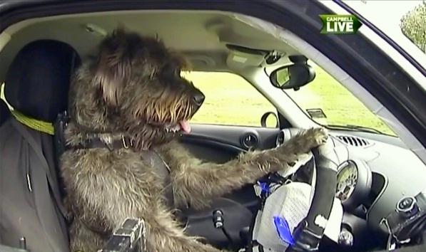LIKE A BOSS: Un caine din Noua Zeelanda a invatat sa conduca masini!