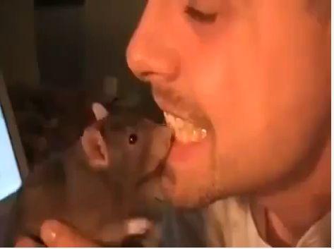 VIDEO! Sobolanu-n trei culori, protejeaza de trei ori