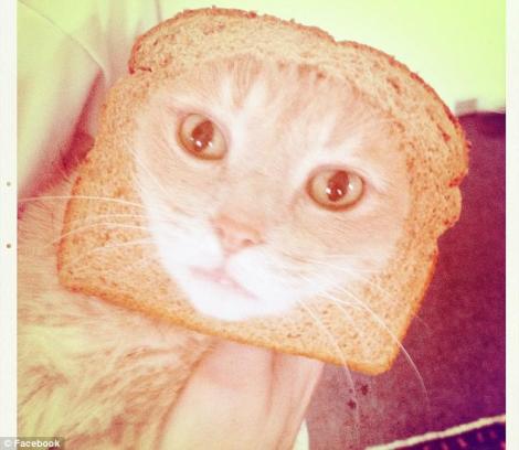FOTO! Pisicile "imbracate" in felii de paine: Noul trend pe Facebook
