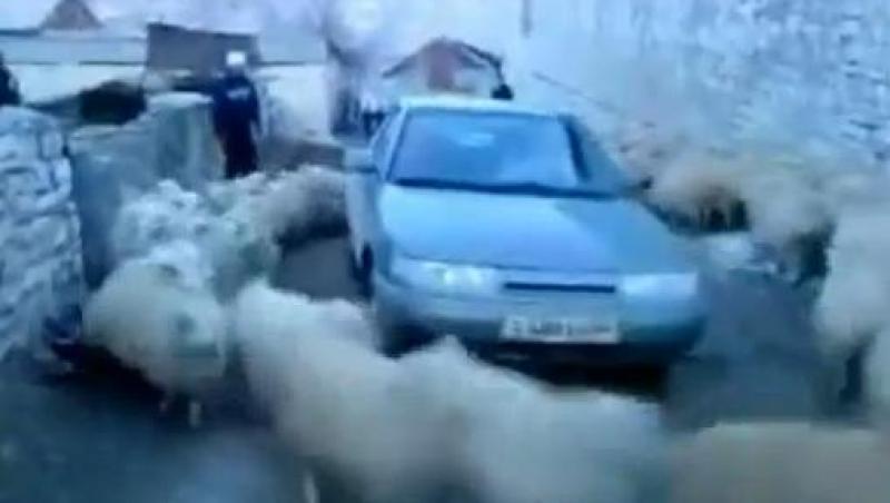 VIDEO! O turma de oi a luat cu asalt o masina!