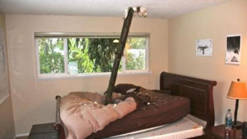 SUA: Un barbat s-a trezit cu un copac in mijlocul patului