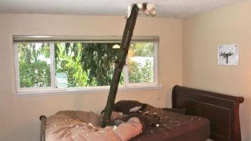 SUA: Un barbat s-a trezit cu un copac in mijlocul patului