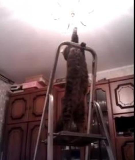 VIDEO! Vezi pisica electrician!