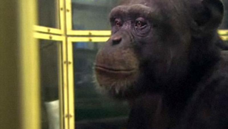 Cimpanzeul Ayumu e mai destept ca noi!