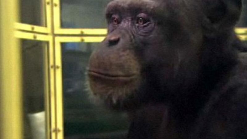 Cimpanzeul Ayumu e mai destept ca noi!