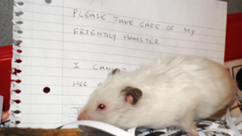 Criza economica loveste in animalute: un hamster, cea mai mica victima