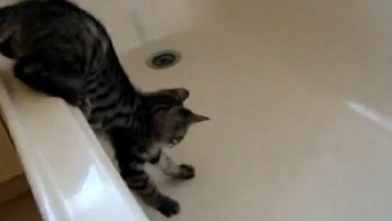 VIDEO! O pisica intra in bucluc