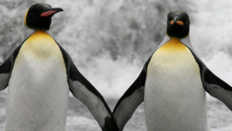 VIDEO! Nunta inedita intre doi pinguini