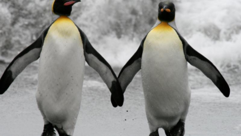 VIDEO! Nunta inedita intre doi pinguini