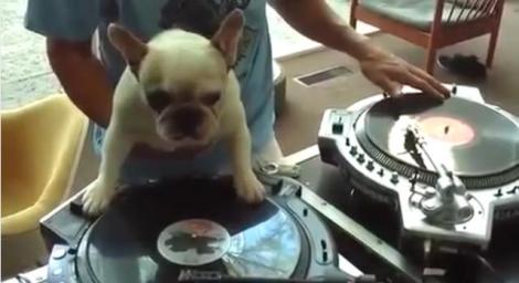VIDEO! Vezi cum mixeaza cainele DJ!