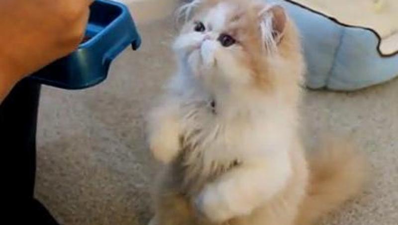 VIDEO! Vezi pisicuta care mananca cu betisoarele!