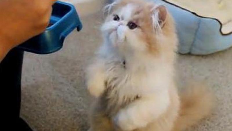 VIDEO! Vezi pisicuta care mananca cu betisoarele!