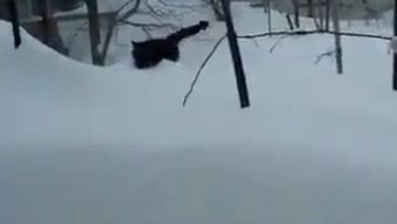 VIDEO! O pisica se descurca cu succes printre nameti de doi metri
