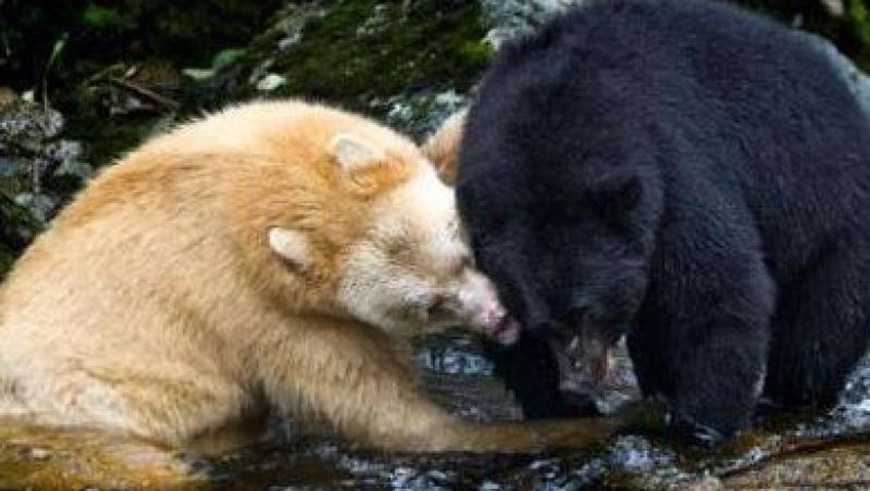 FOTO! Vezi cum arata un urs dintr-o specie rara: Ursul Spirit!