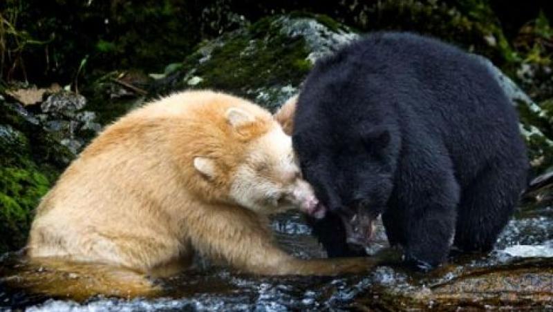 FOTO! Vezi cum arata un urs dintr-o specie rara: Ursul Spirit!