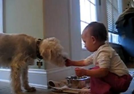 VIDEO! Un bebelus si un caine, cei mai buni prieteni din lume!