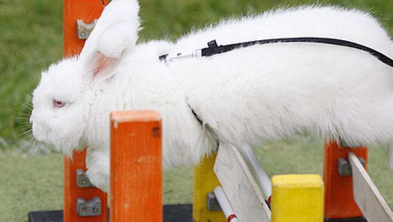 VIDEO! Marea Britanie: Concurs de atletism pentru iepuri