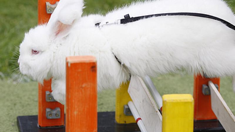 VIDEO! Marea Britanie: Concurs de atletism pentru iepuri