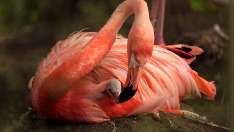 FOTO! Flamingo, cea mai frumoasa pasare din lume