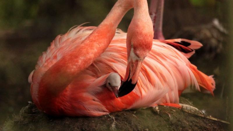 FOTO! Flamingo, cea mai frumoasa pasare din lume