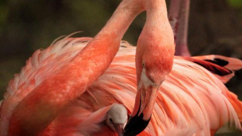 FOTO! Flamingo, cea mai frumoasa pasare din lume