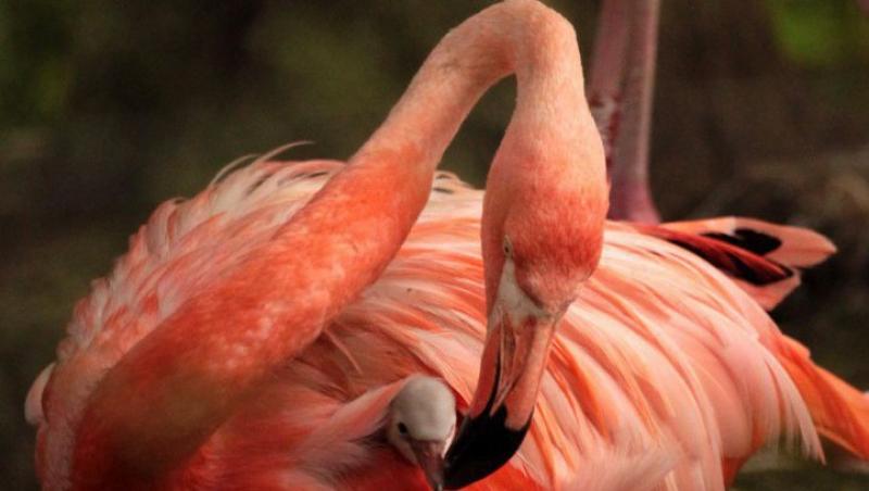 FOTO! Flamingo, cea mai frumoasa pasare din lume