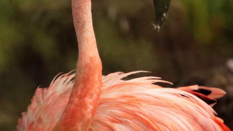 FOTO! Flamingo, cea mai frumoasa pasare din lume