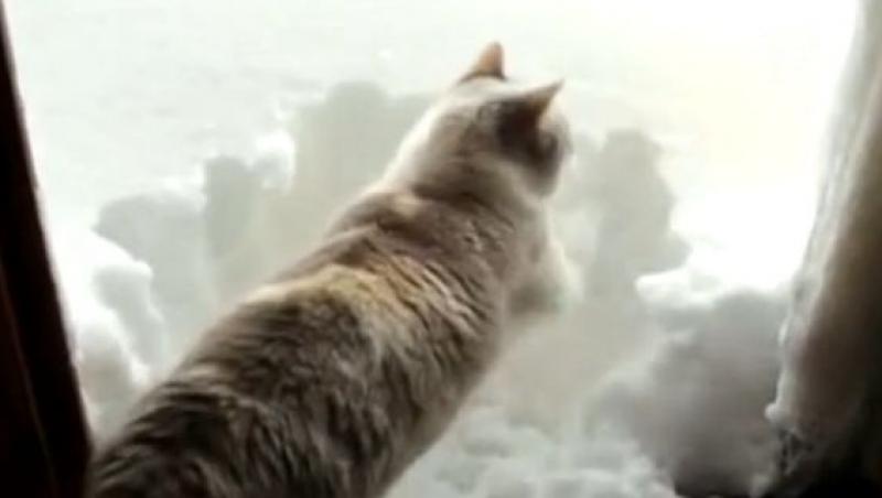 VIDEO! Vezi cum deszapezeste o pisica drumurile!