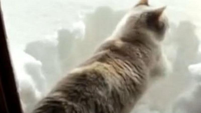VIDEO! Vezi cum deszapezeste o pisica drumurile!