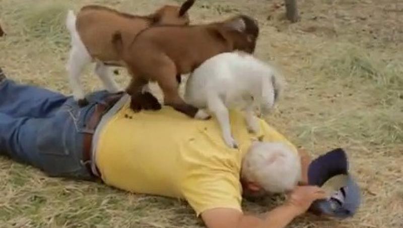 VIDEO! Vezi caprele specializate in masaj!