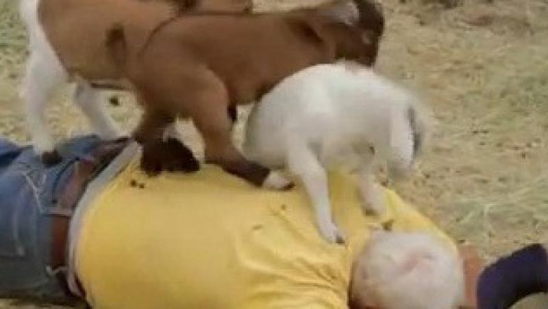 VIDEO! Vezi caprele specializate in masaj!