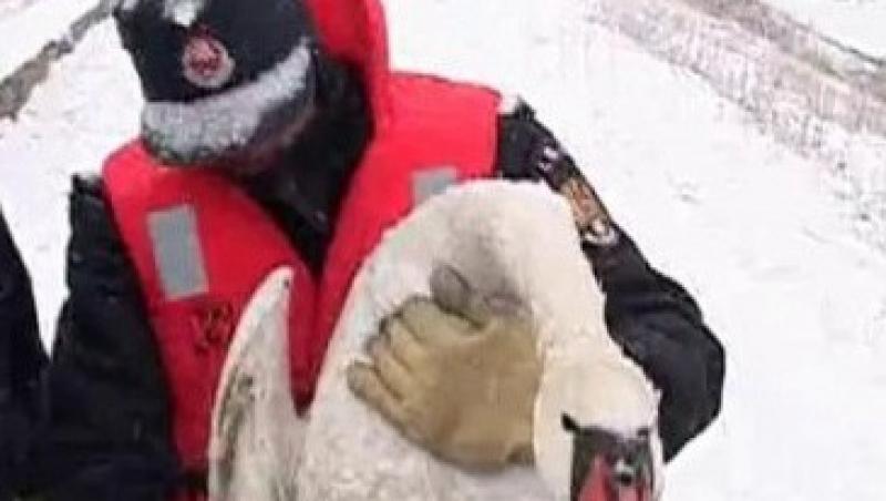 VIDEO! Lebede captive in gheata, salvate la Pitesti