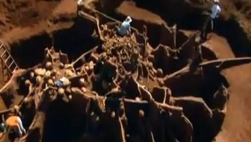 FOTO & VIDEO! Vezi cea mai mare colonie de furnici din lume!