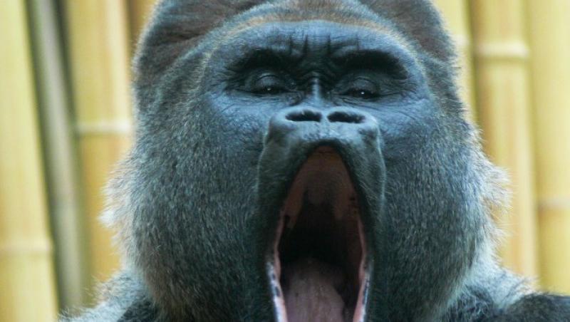 FOTO! Charles, prima gorila care adora sa cante!
