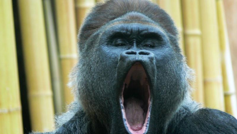 FOTO! Charles, prima gorila care adora sa cante!