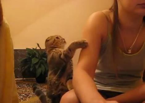 VIDEO! Vezi pisicuta care cerseste dragostea!