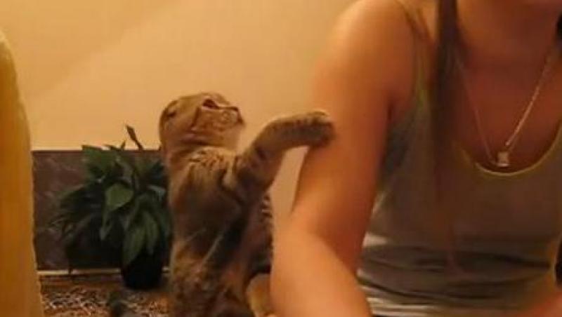 VIDEO! Vezi pisicuta care cerseste dragostea!